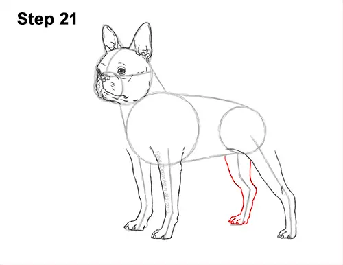 How to Draw a Boston Terrier Puppy Dog 21