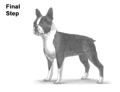How to Draw a Boston Terrier Puppy Dog