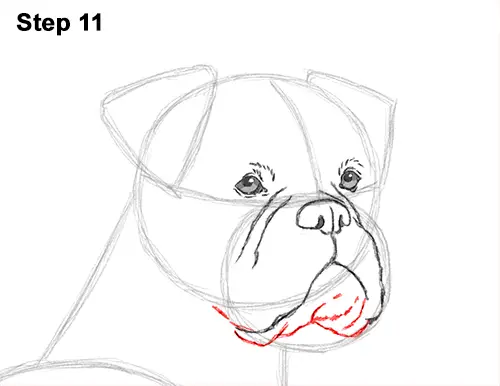 Draw Boxer Dog 11