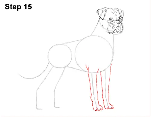 Draw Boxer Dog 15