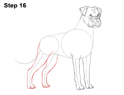 Draw Boxer Dog 16