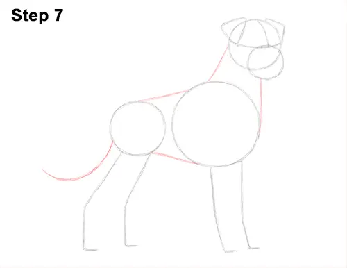 How to Draw a Boxer Dog