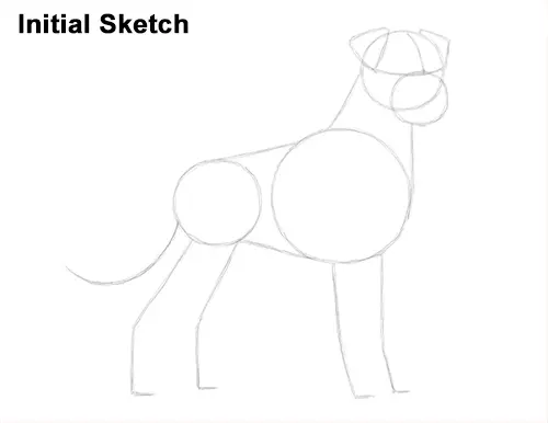 Draw Boxer Dog Sketch