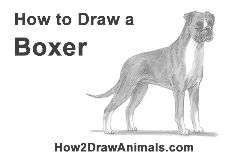 How to Draw a Boxer Dog