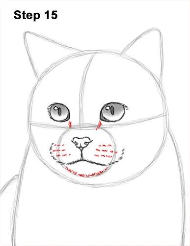 How to Draw British Blue Shorthair Cat Sitting 15