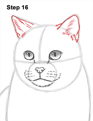 How to Draw British Blue Shorthair Cat Sitting 16