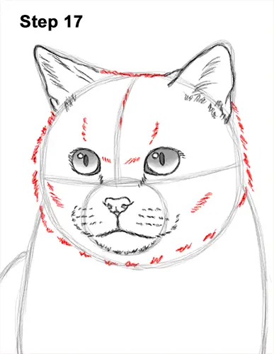 How to Draw British Blue Shorthair Cat Sitting 17
