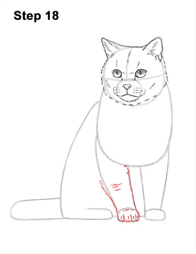 How to Draw British Blue Shorthair Cat Sitting 18