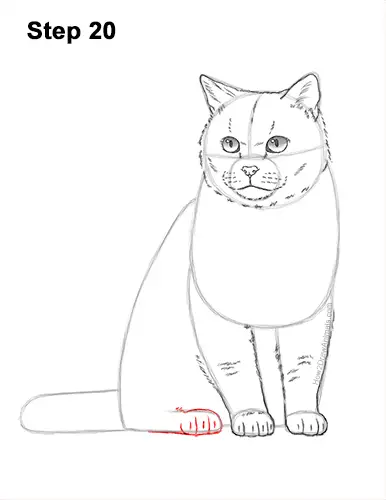 How to Draw British Blue Shorthair Cat Sitting 20