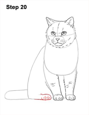 How to Draw a Cat (British Shorthair) VIDEO & Step-by-Step Pictures