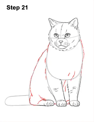 How to Draw British Blue Shorthair Cat Sitting 21
