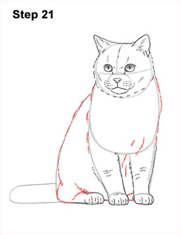sitting cat drawing step by step