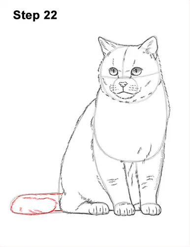 How to Draw British Blue Shorthair Cat Sitting 22