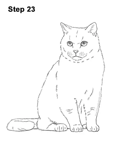 How to Draw British Blue Shorthair Cat Sitting 23