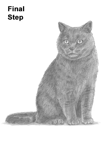 How to Draw British Blue Shorthair Cat Sitting