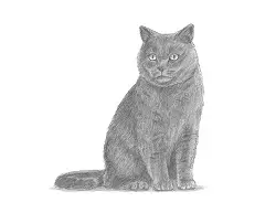 How to Draw a British Blue Shorthair Cat Sitting