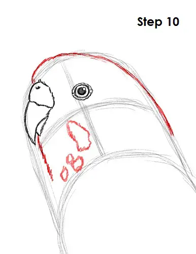 Draw Parakeet Bird 10