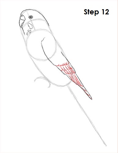 Draw Parakeet Bird 12