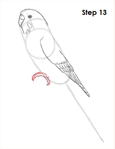 Draw Parakeet Bird 13