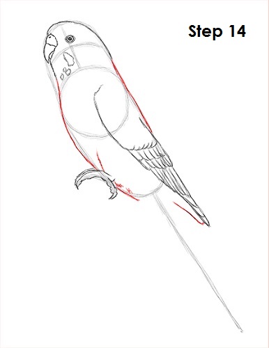 Draw Parakeet Bird 14