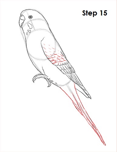 Draw Parakeet Bird 15
