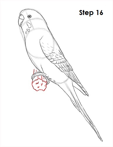 Draw Parakeet Bird 16