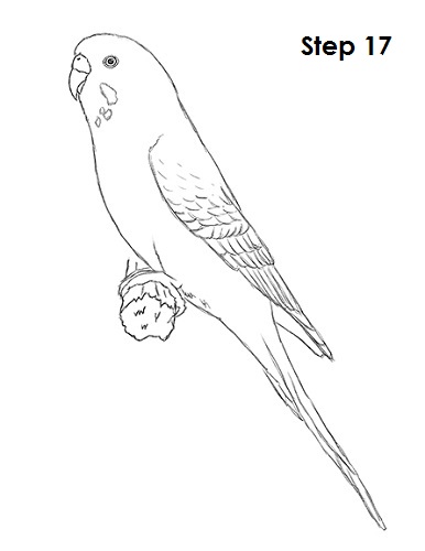 Draw Parakeet Bird 17