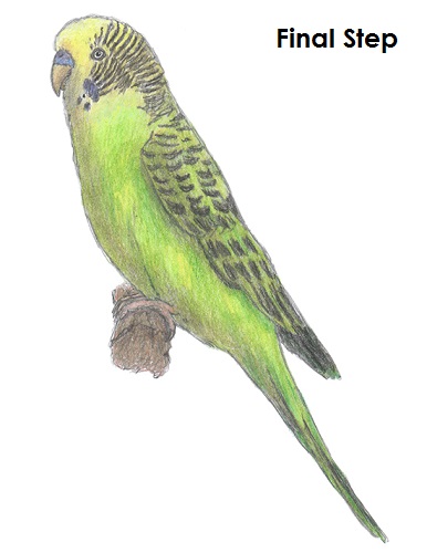 Draw Parakeet Bird
