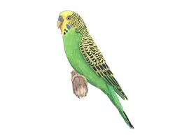 How to Draw a Budgie Bird Budgerigar Color Side View