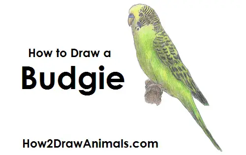 How to Draw a Budgie Parakeet Bird Color