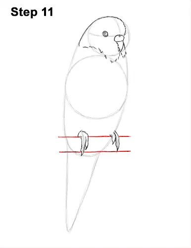 How to Draw Cute Budige Budgerigar Parakeet Bird Color Blue 11