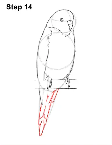 How to Draw Cute Budige Budgerigar Parakeet Bird Color Blue 14
