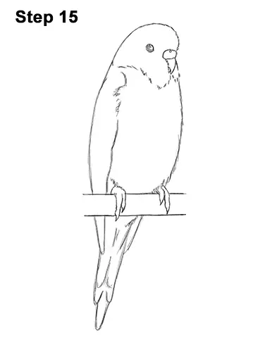 How to Draw Cute Budige Budgerigar Parakeet Bird Color Blue 15