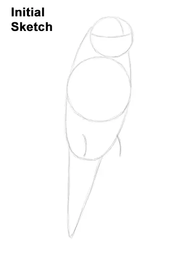 How to Draw Cute Budige Budgerigar Parakeet Bird Color Blue Initial Sketch