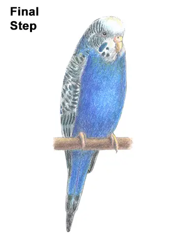 How to Draw Cute Budige Budgerigar Parakeet Bird Color Blue