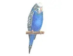 Featured image of post How To Draw A Budgie Bird Step By Step How to draw a realistic owl step by step drawing tutorials