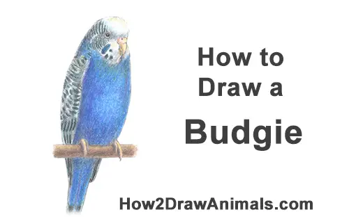 How to Draw Cute Budige Budgerigar Parakeet Bird Color Blue