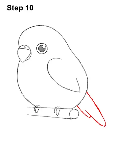 How to Draw Cute Cartoon Budgie Parakeet Bird 10