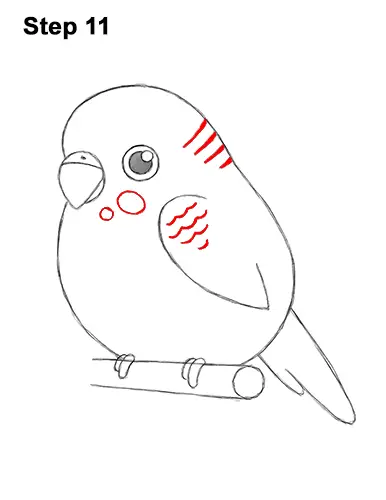 How to Draw Cute Cartoon Budgie Parakeet Bird 11