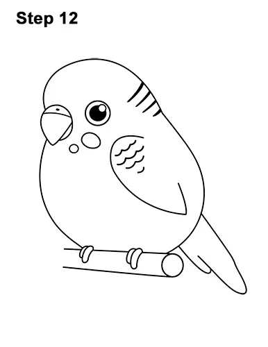 How to Draw Cute Cartoon Budgie Parakeet Bird 12