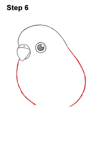 How to Draw Cute Cartoon Budgie Parakeet Bird 6