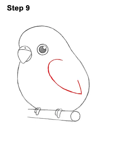 How to Draw Cute Cartoon Budgie Parakeet Bird 9