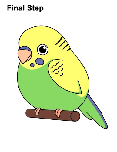 How to Draw Cute Cartoon Budgie Parakeet Bird