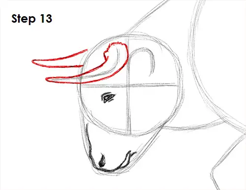 Draw Bull 13