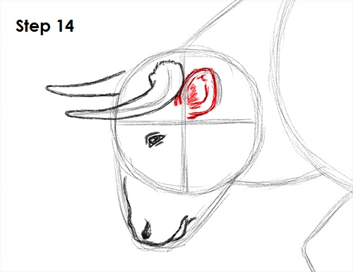 Draw Bull 14