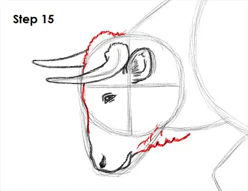 Draw Bull 15