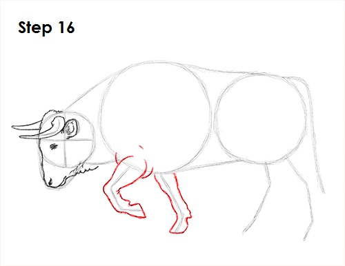 Draw Bull 16