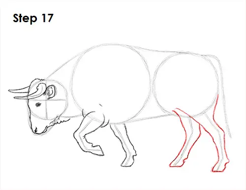 Draw Bull 17