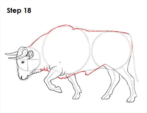 Draw Bull 18