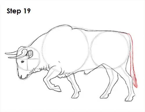 Draw Bull 19